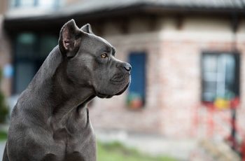 garde animaux